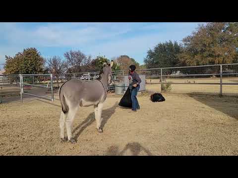 Sancho bolting, aka why I always say to hold a nervous donkey on a short lead