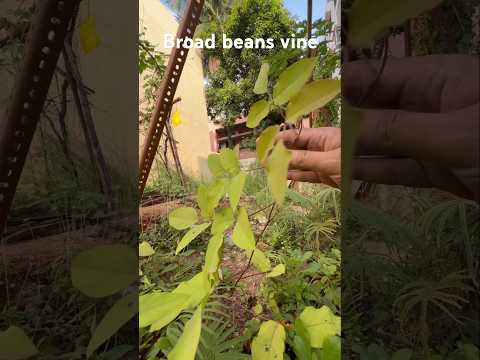 Broad beans plants in the garden (S-115) #shorts #ytshorts #plants #garden #broadbean #flowers