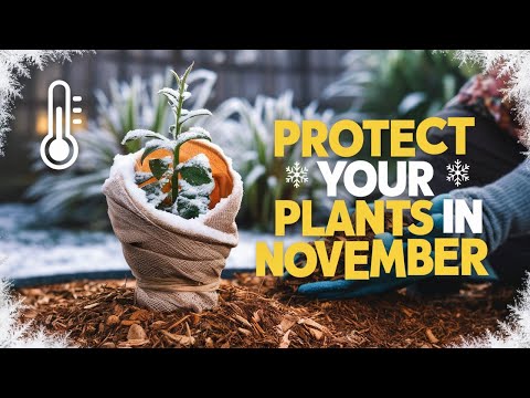 WINTERIZING Like a Pro! My Top Tips to Save Your Plants in November