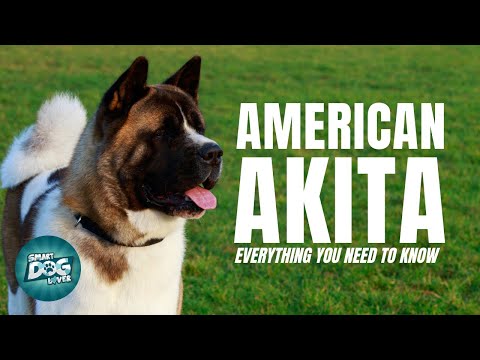 American Akita Dog 101 Everything you need to know