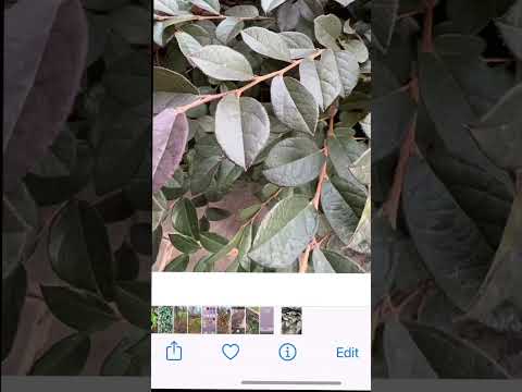 The GREATEST Trick To Identifying Plants Easily In Seconds 🤩