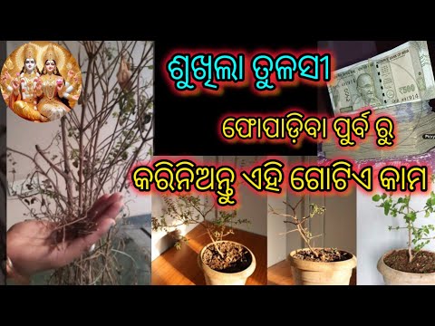 sukhila tulasi   ଫୋପାଡିବା ପୂର୍ଵରୁ କରିନିଅନ୍ତୁ ଏହି ଗୋଟିଏ କାମ /ଶୁଖିଲା ତୁଳସି ର ବିଶେଷ ଉପାୟ