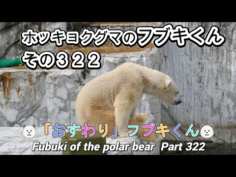 ホッキョクグマのフブキくん（３２２）🐻‍❄️「おすわり」フブキくん🐻‍❄️（東山動植物園）Fubuki of the polar bear Part 322