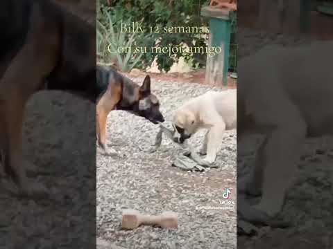 Cutest puppy playing. Billy@ 12Weeks playing with Ziggy #puppy #pets #dogs #petlovers #cachorro