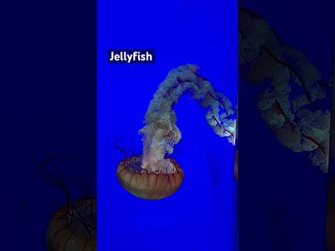 Jellyfish changing colours 🪼#ripleysaquarium #jellyfish