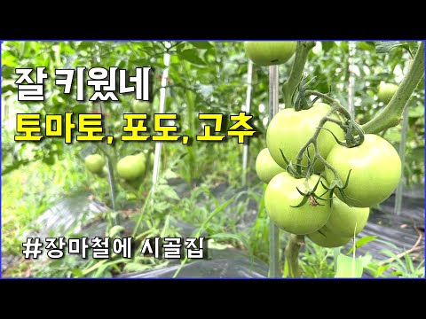 비 온뒤 확 자란 토마토, 호박, 고추, 포도나무 등 / countryside, tomato, pumpkin, grape