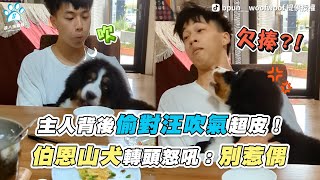 【主人背後偷對汪吹氣超皮！ 伯恩山犬轉頭怒吼：別惹偶】｜TikTok / bpun__woofwoof  FB / 伯恩山聯萌 - Bernese Lovers