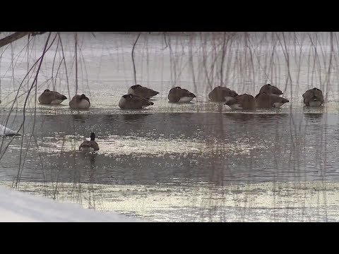 Florence, Kentucky police save woman who fell in frozen pond while retrieving her dog