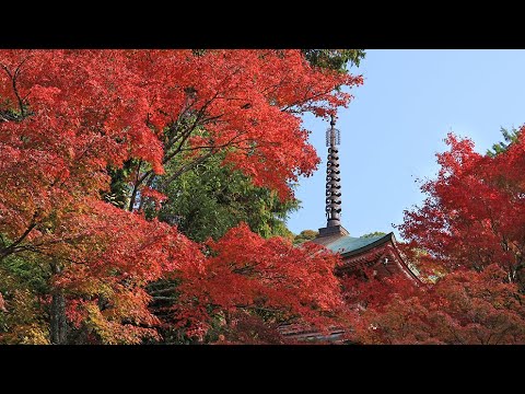 燃える赤、仏塔を縁取る　神戸市北区・石峯寺