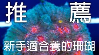 [水族系列ep5] 水族教學 | 推薦新手適合的十種珊瑚『ＣＣ字幕』Top 10 corals for beginner