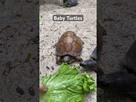 World’s cutest baby turtles 🐢 #turtle #nassaubahamas #cruiselife