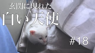 【子猫保護】♯18  玄関に現れた白い天使。※5月の出来事です