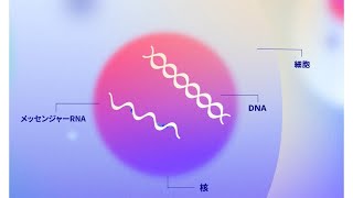 小さな巨人　メッセンジャーRNAワクチンの仕組み