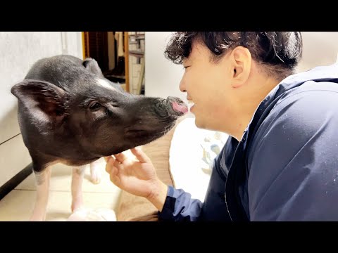 【Reunion with owner】 Even pigs are such emotional and gentle animals.