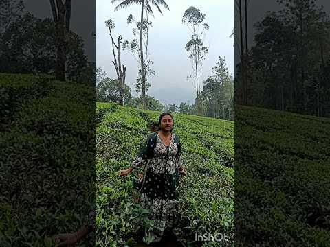 Munnar Day 1 Gods Own Country ❣️ #shortsvideo #keralaturisum #explore #teaplantations #greenry