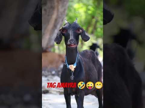 Tag Amayra Name Wali Funny 😂🤣😝 Video || Shahab Khan Vloger || #comedy #funny #shortfeed #trending