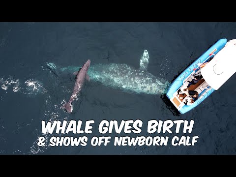 Whale Gives Birth & Shows Off Calf to Whale Watching Boat (With Birth Photos)