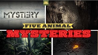 5 Animal Mysteries That Scientists Still Can’t Solve