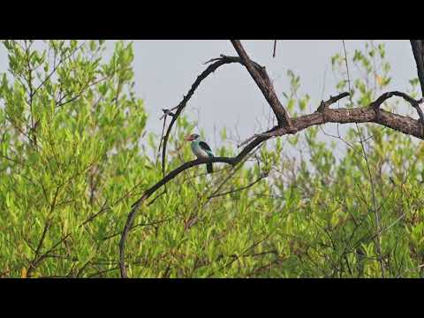 Blue-breasted Kingfisher (Halcyon malimbica) - Tendaba Mangrove Area (Gambia) 20-11-2024