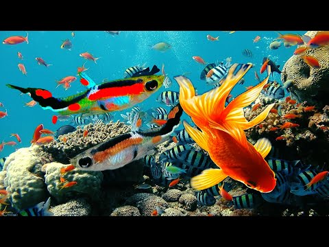 WoW😲 Cute 💕 Fish 😍 🐟 🐠| aquarium fish video | fish tank | amazing fish video