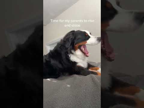 Bernese Mountain Dog Funny Videos | Big Dog Thinks He is Small #bernesemountaindog #bernesepuppy