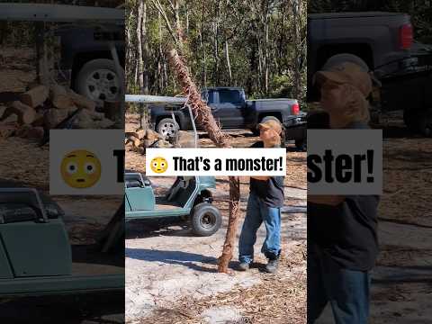 😳 He pulled up with the biggest one yet 💪 #sawpalmetto #nature #boymom #countrylife #floridalife