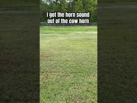 I got a better sound out of the horn #cow #cowhorn #battlehorn