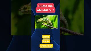 Guess the Animals: 39🐶🐱 Test Your Knowledge! 🧠🤯 #AnimalChallenge #TriviaTime #WildlifeGuessingGame