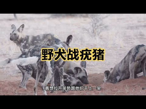 野犬抛疣猪洞，抓到疣猪后直接活吃，草原三哥名不虚传