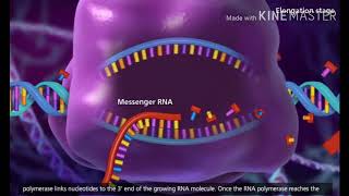 Transcription (DNA to mRNA)