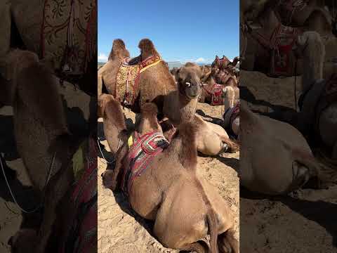 Visiting monasteries and riding camels at Khogno Khan during our Pilgrimage to Mongolia