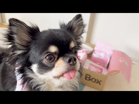 ドギボのお菓子食べたりないうちのチワワ#チワワ#chihuahuas#ドギーボックス