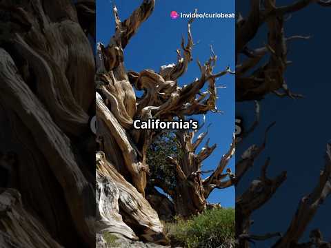 The Secret Life of the World’s Oldest Tree! #shorts #surprising #nature #facts #ancient #viral