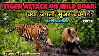 Tiger Deadly Attack on Wild Boar | Satpura National Park | Jungle Safari | Madhai Gate Satpura Ep-6