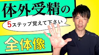 10.【3分で解説】体外受精を検討される全ての方へ、その全体像を説明します。