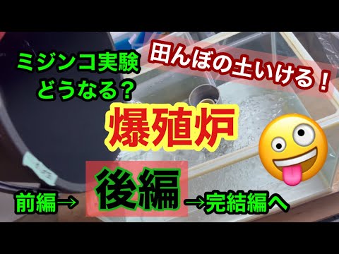 (メダカ)屋内開始！ミジンコ実験中　タマミジンコ