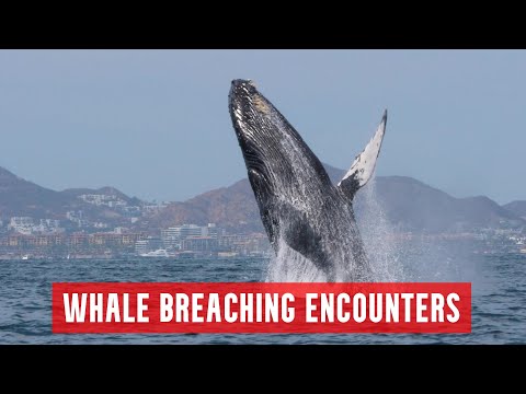 Whale Breaching Encounters - For Your Pure Enjoyment