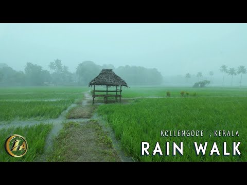 [4K] Refreshing Walking in Rain through Paddy fields of Kollengode Village in Kerala | ASMR Rain