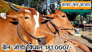 वरवट बैल बाजार | बैल जोडी किंमत 1,81,000 | Varvat Bail Bajar | #बैलबाजार