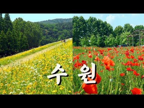 4K 6월 국내 여행지 추천 | 수원 가볼만한곳 | 광교 저수지 금계국 | 탑동시민농장 양귀비 | 대중교통 당일치기 여행