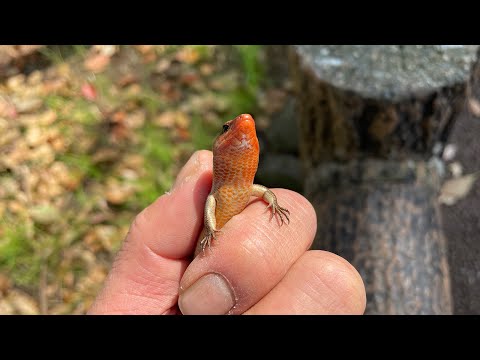 【里山のいきもの】婚姻色のヒガシニホントカゲ/nuptial coloration (colouration) of the Plestiodon japonicus