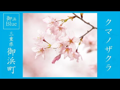 【Exploring Japan】Cherry Blossoms Blooming | Mihama Blue | Rural Japan | Travel in Japan