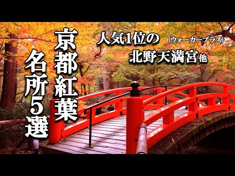 【4K 5 Autumn Leaves 🍁in Kyoto】Kitano Tenmangu Shrine, Byodo-in Temple,   Sanjusangendo Temple