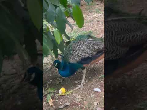 AKTIVITAS BURUNG YG LUCU & UNIK DI TAMAN BURUNG JAGAD RAYA NUSANTARA WAHANA, WAHANA BARU TMII🦚🦩