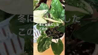 観葉植物日記　シンゴニウムフレンチマーブル　2022年5月1日