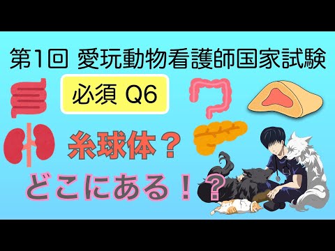 Q6第1回愛玩動物看護師国家試験必須