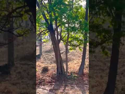 Langur Moments in the Forest: Wildlife Study for UPSC Aspirants #upsc