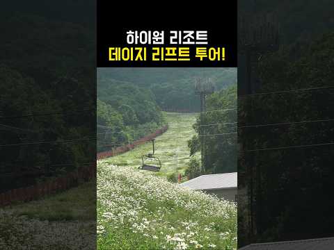 6월에 가볼만한 곳 강원도 여행 정선 하이원리조트 데이지 리프트 투어!