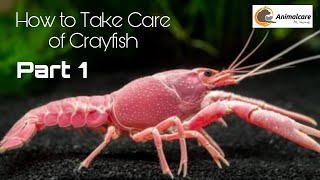 How to Take Care of Crayfish Best video 2022 #crayfish #crayfishvideo #crayfishcare