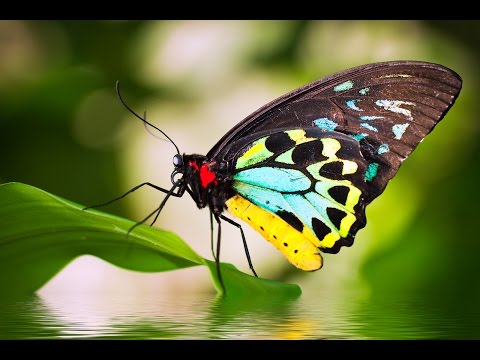 Beautiful Butterflies - relaxing meditation music and nature sounds🦋🦋🦋